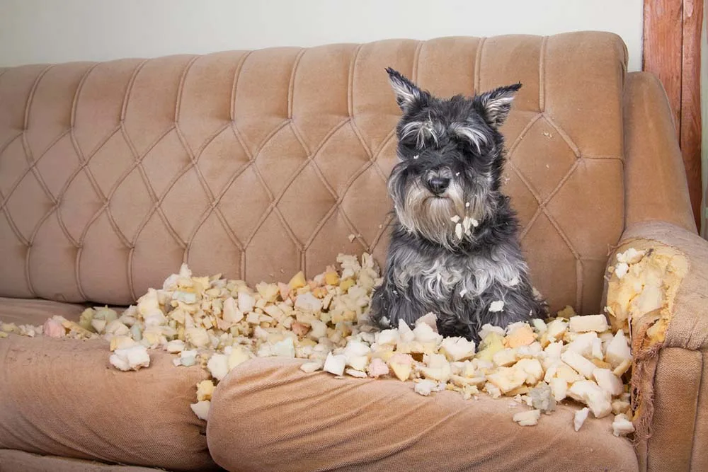 Tu mascota y sus liadas: ¿Quién paga los platos rotos?